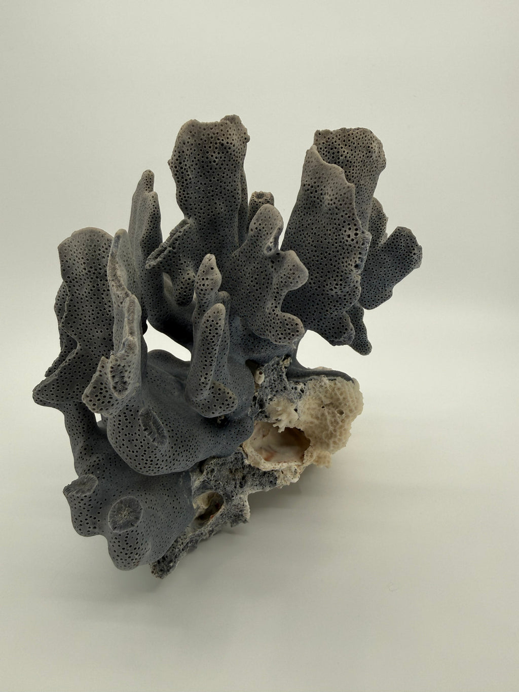 Blue Coral Specimen on White Base – 8" Coastal Décor
