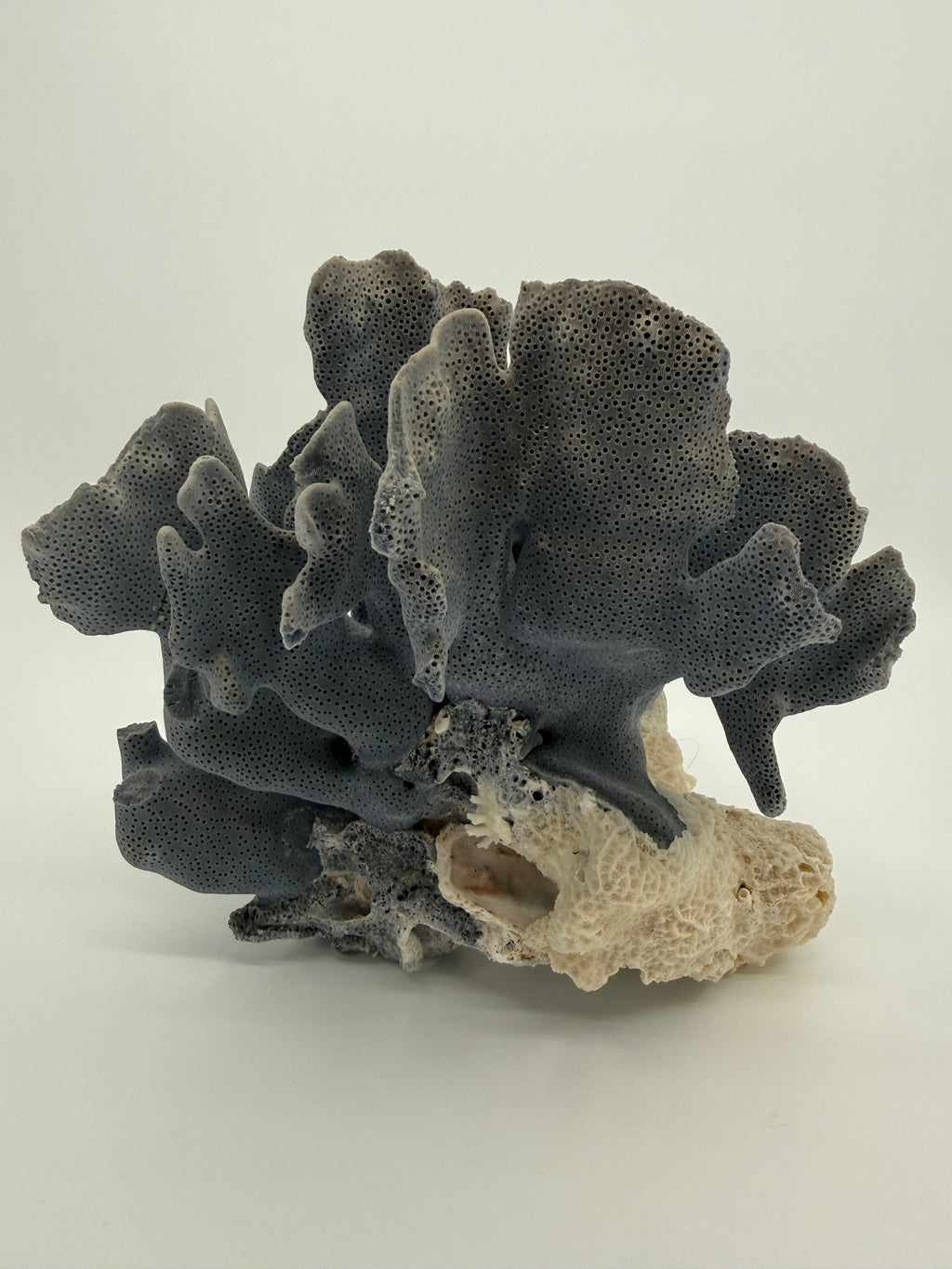 Blue Coral Specimen on White Base – 8" Coastal Décor
