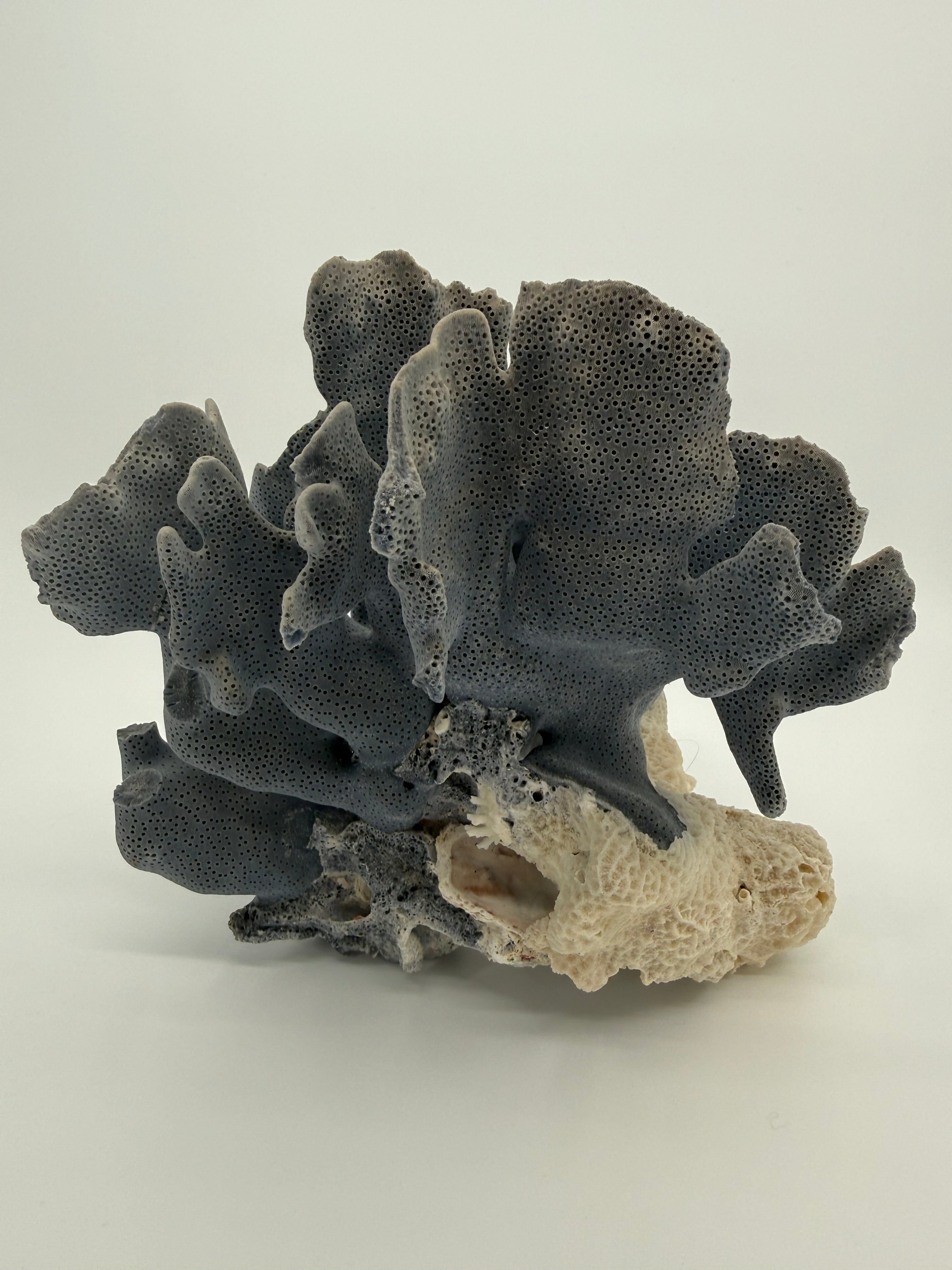 Blue Coral Specimen on White Base – 8" Coastal Décor