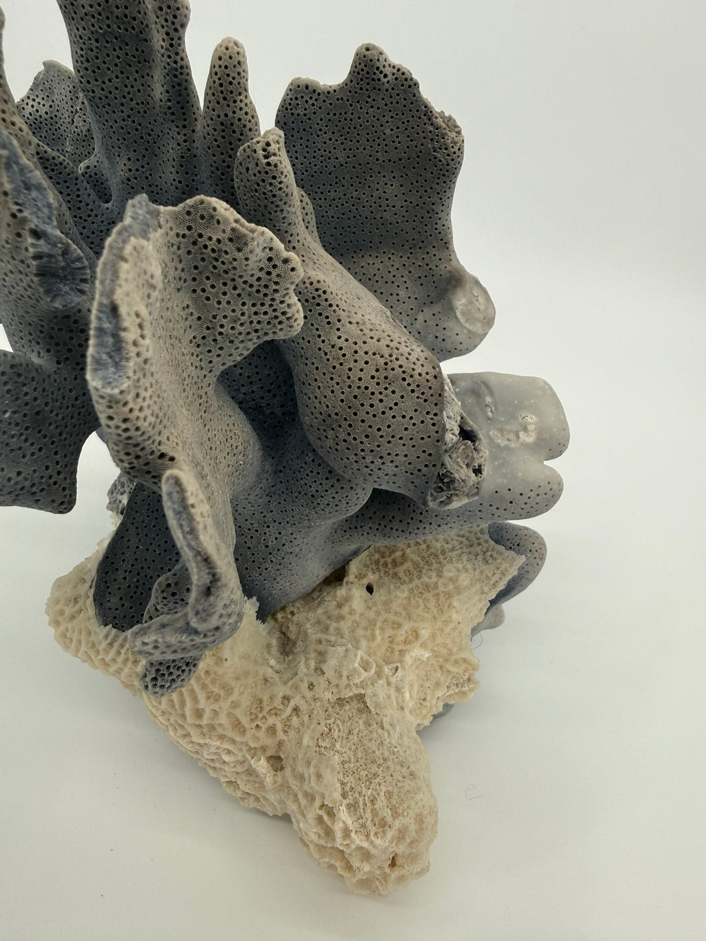 Blue Coral Specimen on White Base – 8" Coastal Décor
