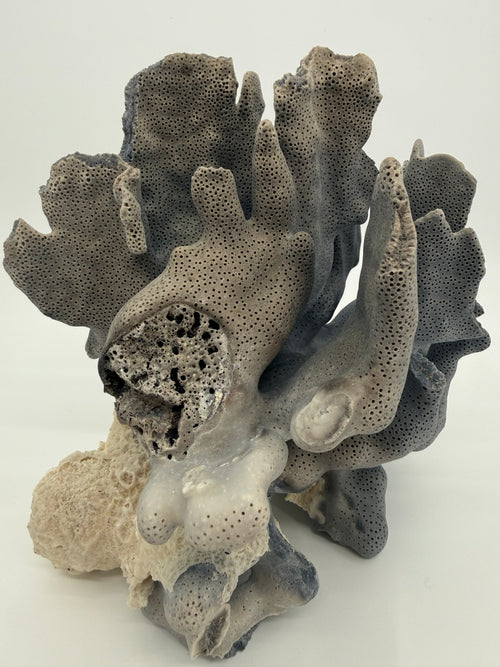 Blue Coral Specimen on White Base – 8" Coastal Décor