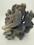 Blue Coral Specimen on White Base – 8" Coastal Décor