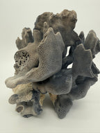 Blue Coral Specimen on White Base – 8" Coastal Décor