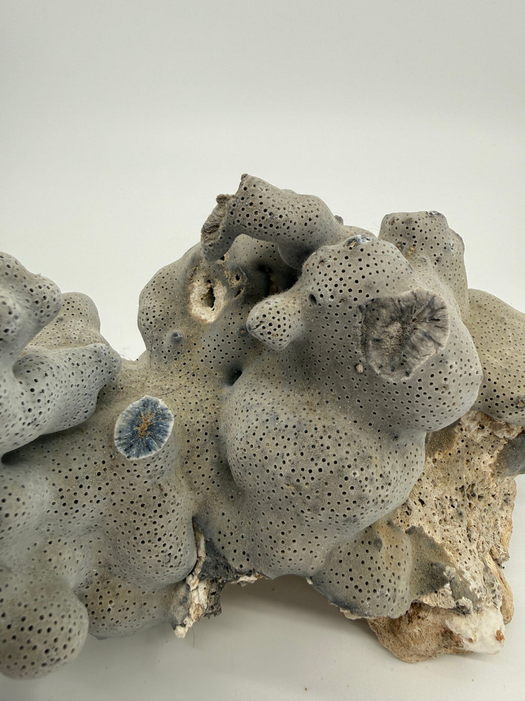 Natural blue-gray branching coral specimen – close view of the encrusting base (original color)