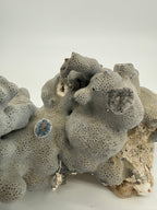 Natural blue-gray branching coral specimen – close view of the encrusting base (original color)