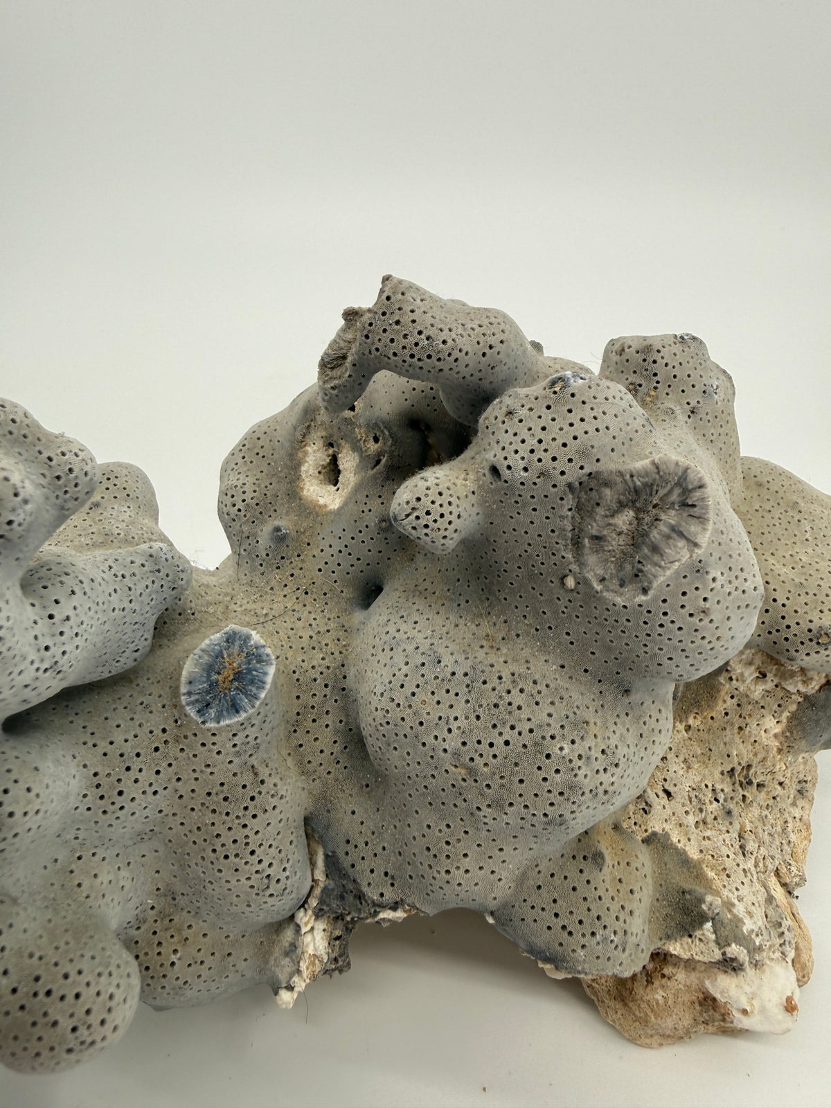 Natural blue-gray branching coral specimen – close view of the encrusting base (original color)