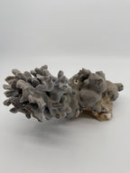 Natural blue-gray branching coral specimen – full side view (original color)