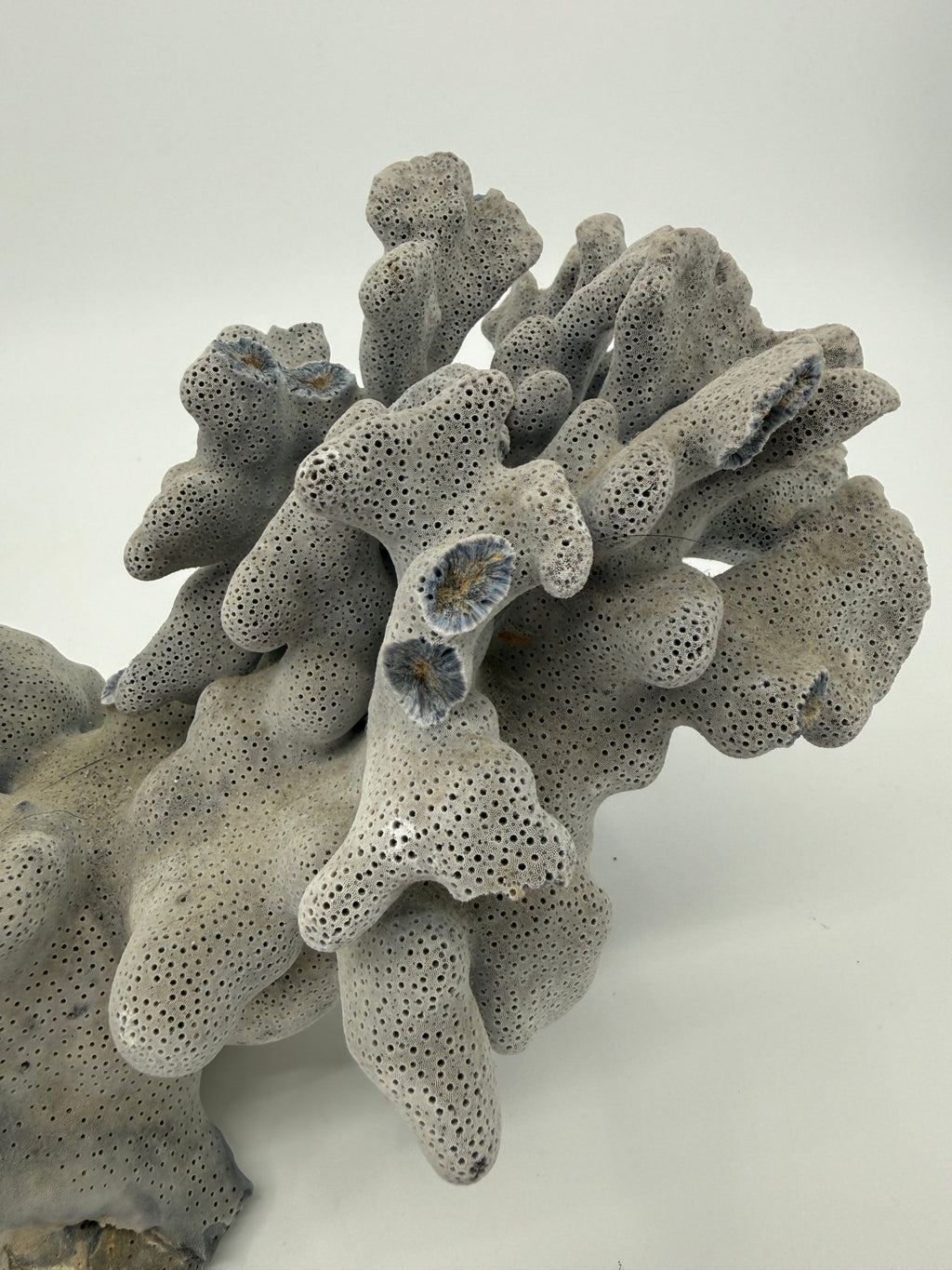 Natural blue-gray branching coral specimen – close view of the branching cluster (original color)
