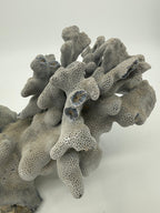 Natural blue-gray branching coral specimen – close view of the branching cluster (original color)