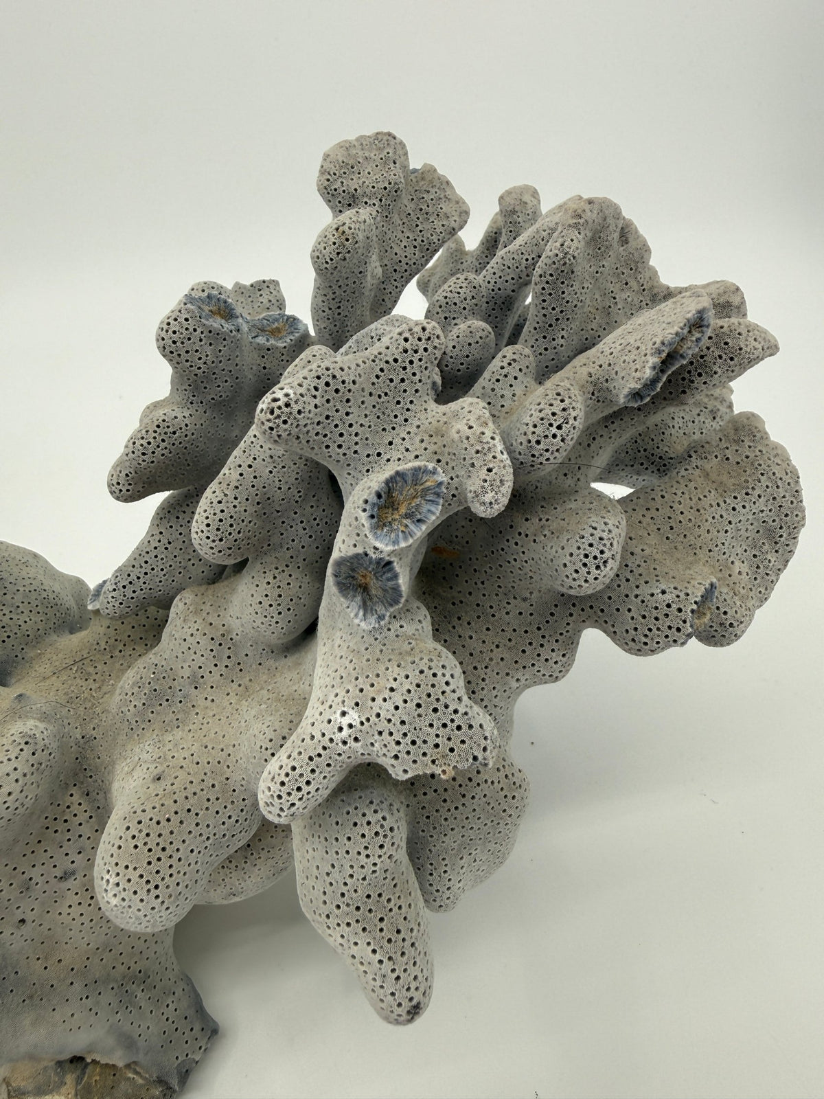 Natural blue-gray branching coral specimen – close view of the branching cluster (original color)