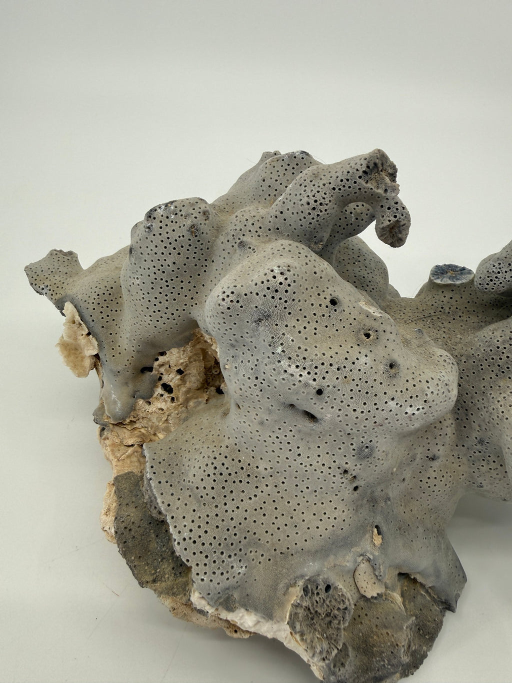 Natural blue-gray branching coral specimen – opposite side and base angle (original color)