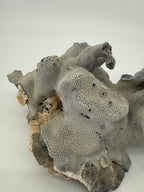 Natural blue-gray branching coral specimen – opposite side and base angle (original color)