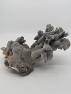 Natural blue-gray branching coral specimen – three-quarter view (original color)