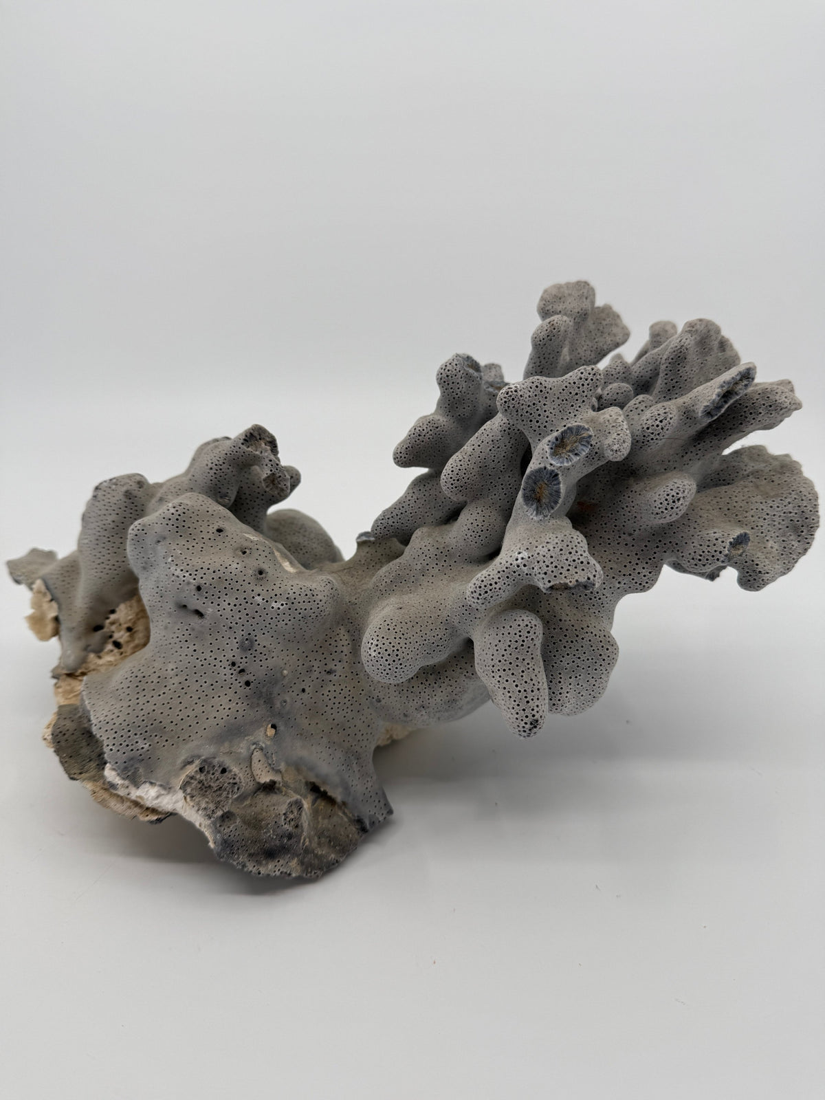 Natural blue-gray branching coral specimen – three-quarter view (original color)
