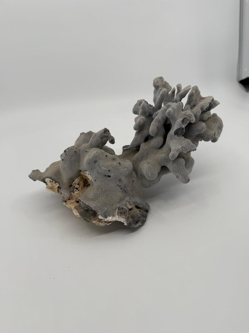 Natural blue-gray branching coral specimen – wide full view (original color)