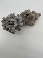 Natural blue-gray branching coral specimen – top-down view (original color)