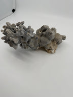 Natural blue-gray branching coral specimen – elevated view (original color)