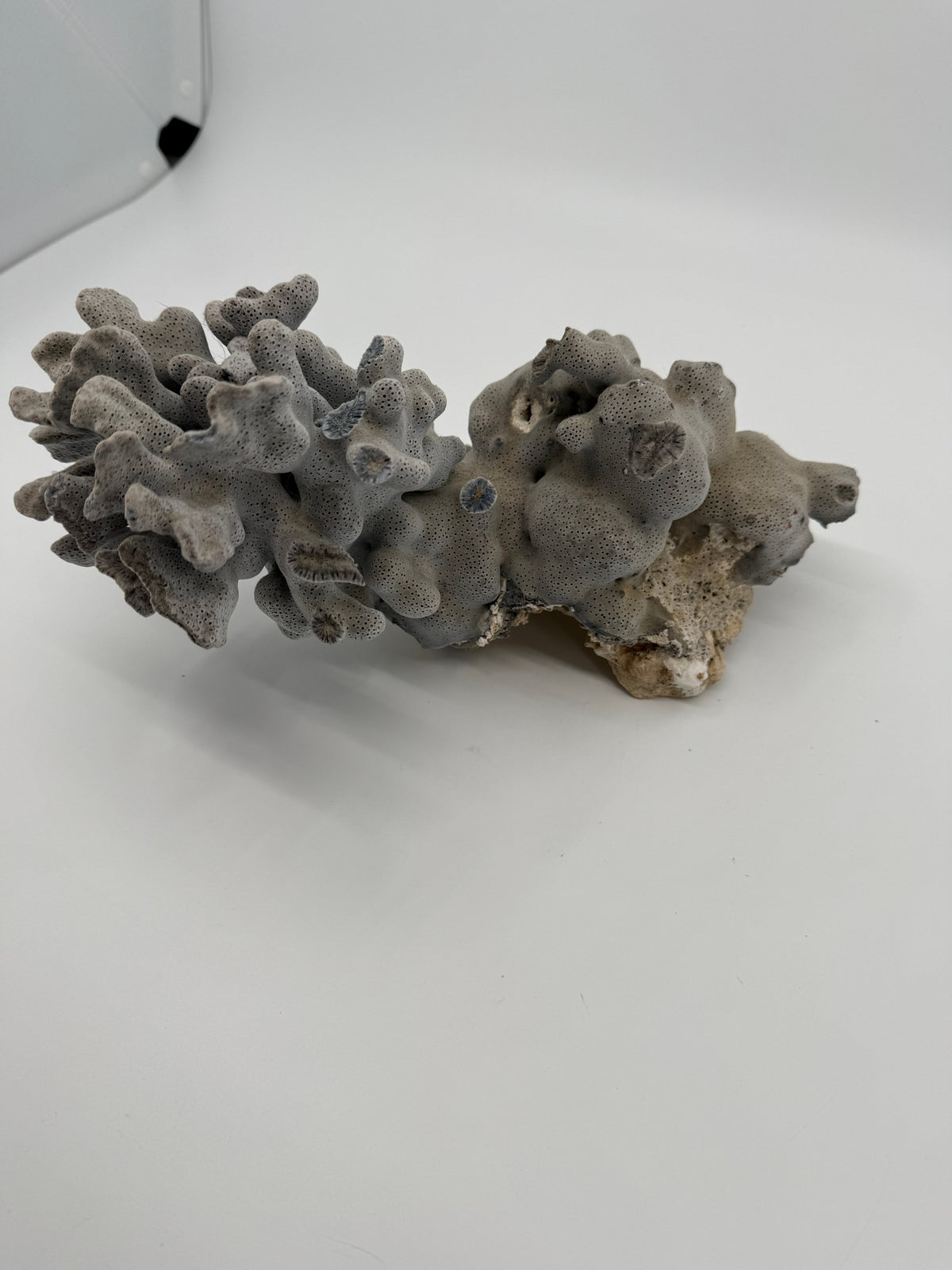 Natural blue-gray branching coral specimen – elevated view (original color)
