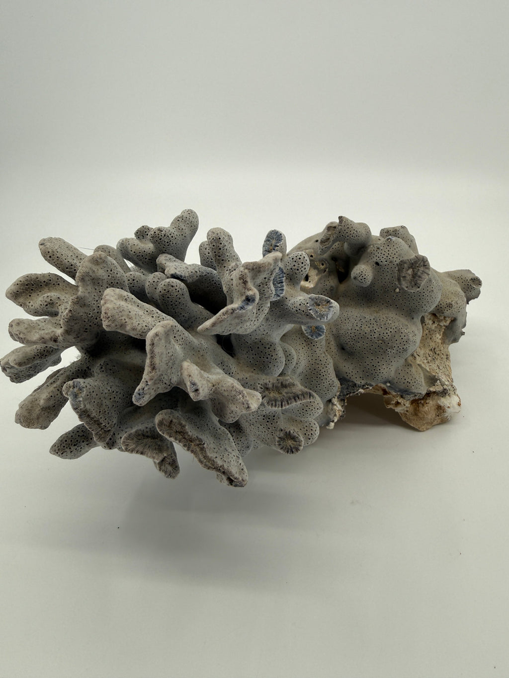 Natural blue-gray branching coral specimen – branching end view (original color)