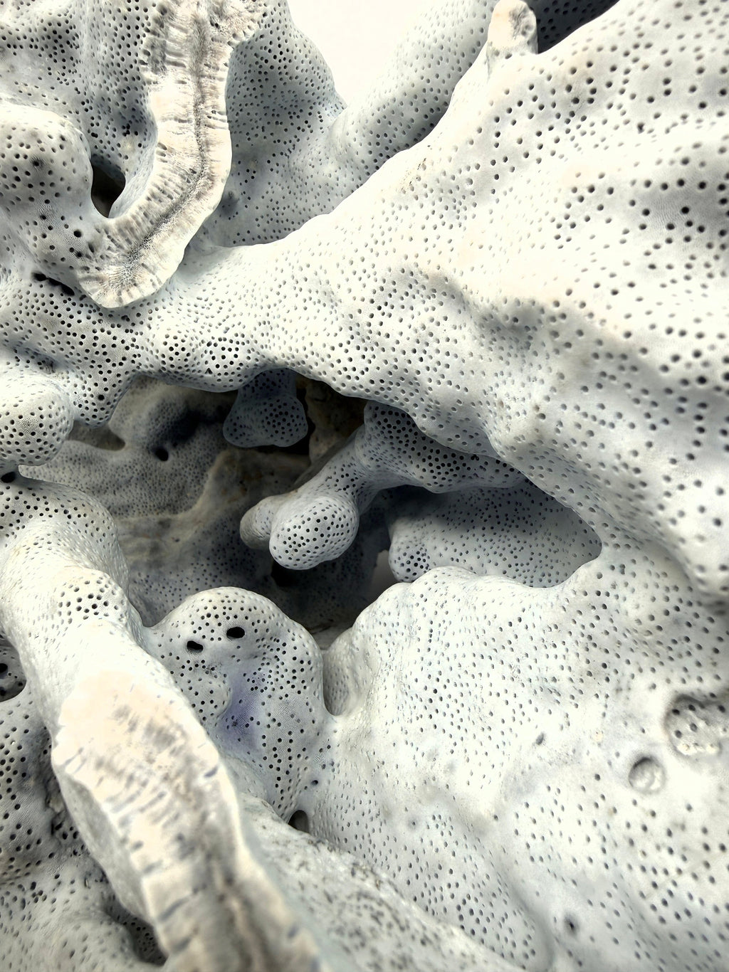 Large natural blue coral specimen, extreme close-up of the interior folds and pitted surface texture