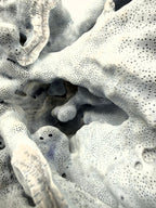 Large natural blue coral specimen, extreme close-up of the interior folds and pitted surface texture