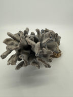 Natural blue-gray branching coral specimen – side view (original color)