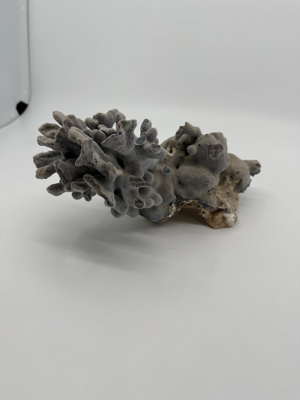 Natural blue-gray branching coral specimen – wide full view, alternate angle (original color)