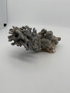 Natural blue-gray branching coral specimen – wide full view, alternate angle (original color)