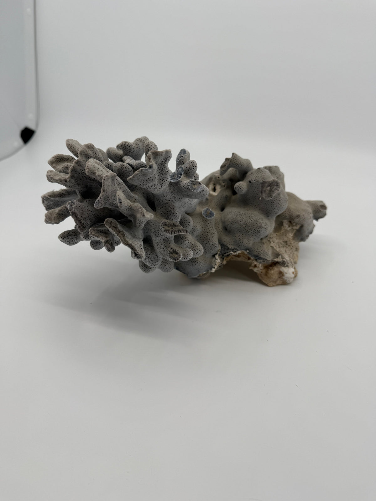 Natural blue-gray branching coral specimen – wide full view, alternate angle (original color)