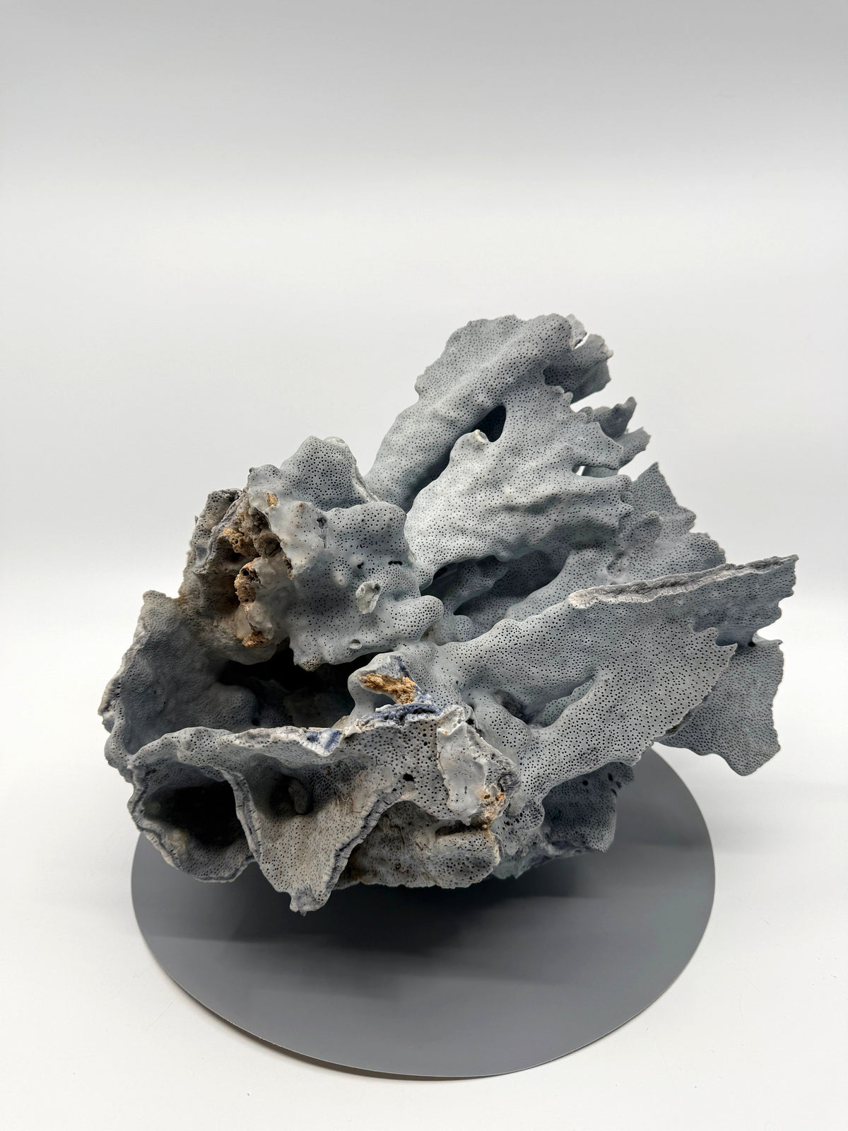 Large natural blue coral specimen, back view, low angle (enhanced)