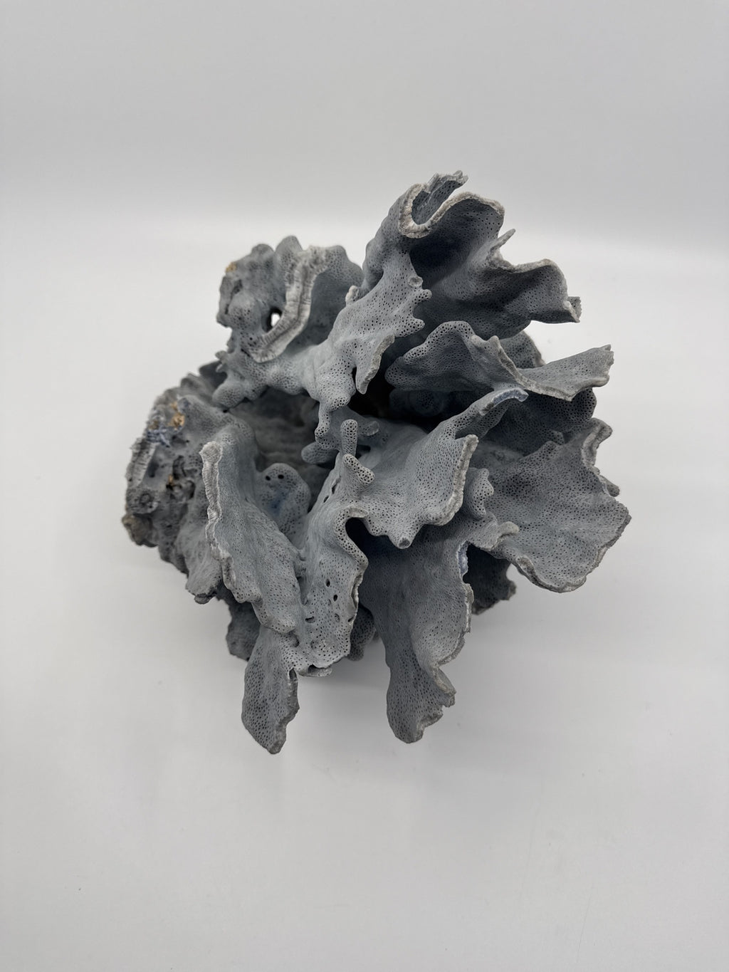 Large natural blue coral specimen, top-down view of the ruffled plates