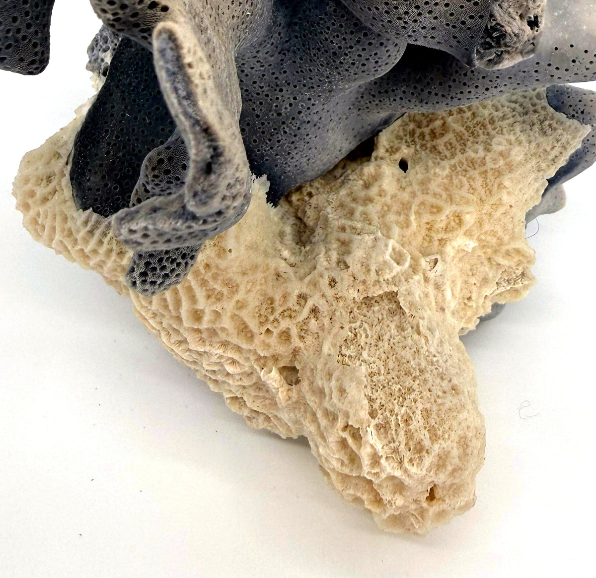 Detail — where the blue coral meets its natural cream rock base