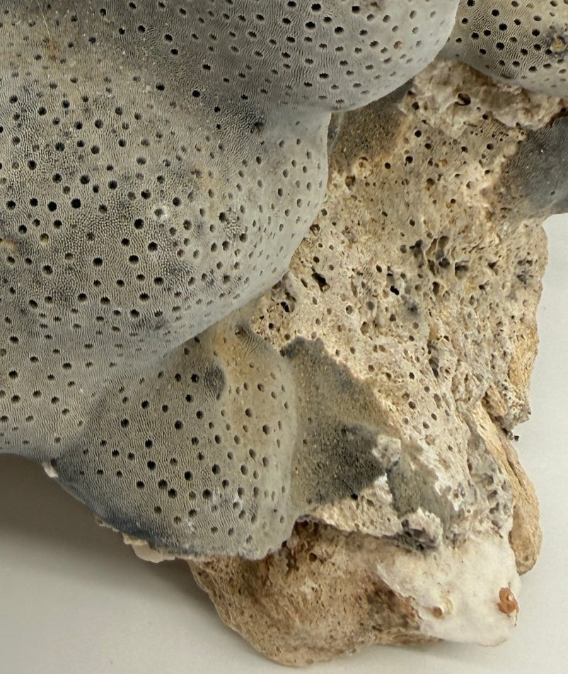 Detail: encrusting base over its natural rock (detail from seller photo)