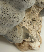 Detail: encrusting base over its natural rock (detail from seller photo)