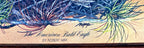Close-up detail crop — the printed caption 'The American Bald Eagle – By Robert Nipp' and the printed Nipp signature