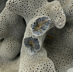 Detail: cut branch ends with blue rims and radial structure (detail from seller photo)