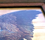 Close-up detail crop — the layered brown flight feathers and coverts of the eagle's raised wing