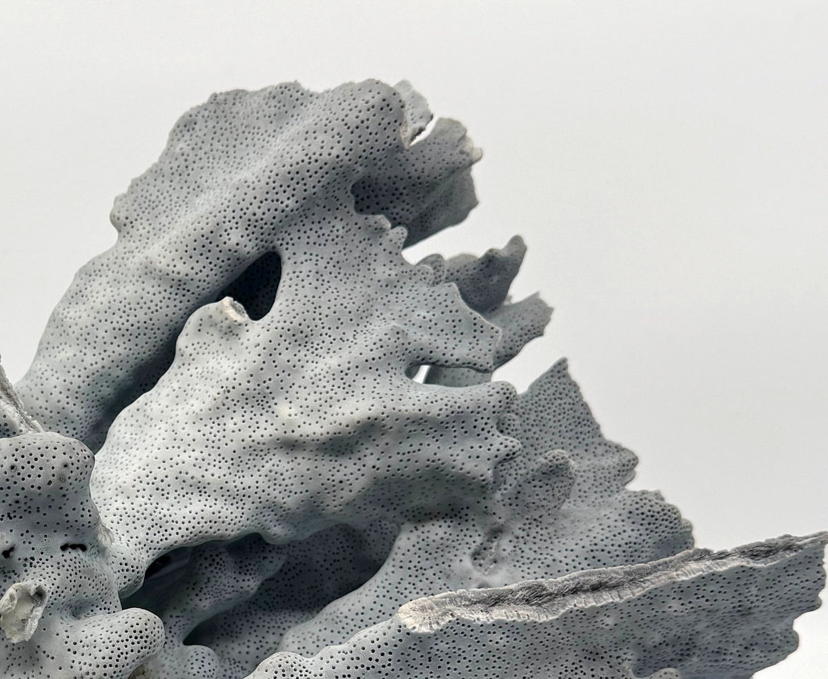 Detail: ruffled plate surface with fine pitted texture (detail from seller photo)