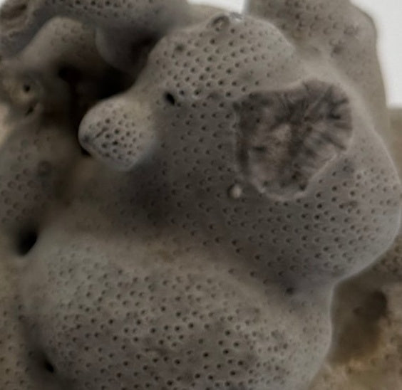 Detail: natural pitted surface texture (detail from seller photo)