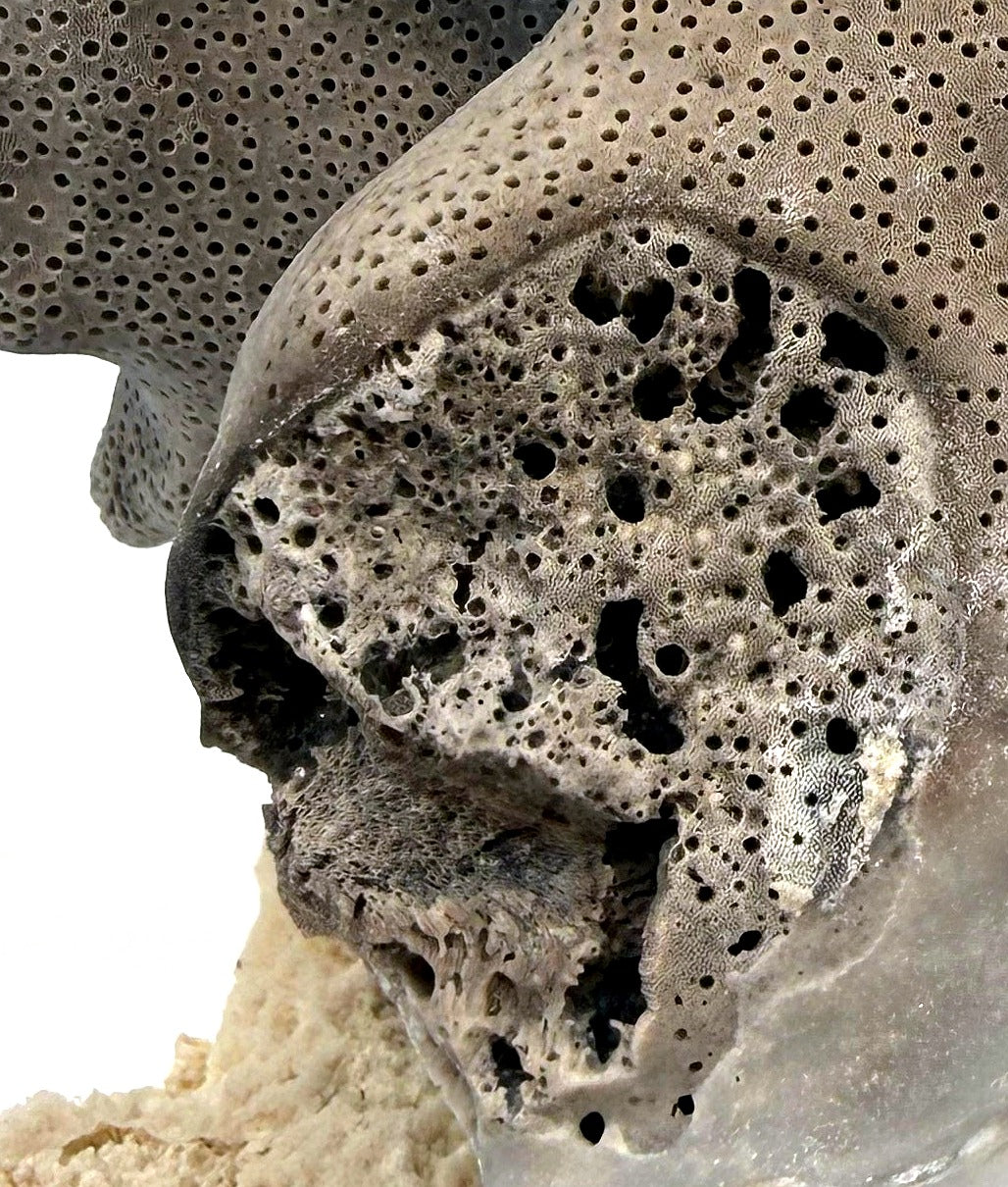 Detail — the natural porous, weathered character of the coral's surface