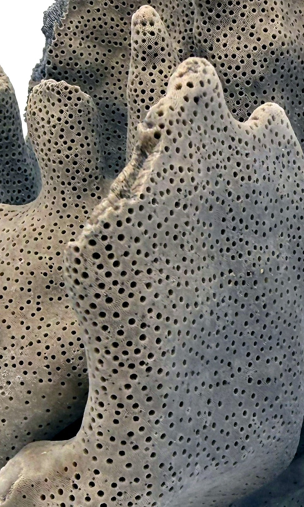 Detail — tight crop of the fine pitted pore texture across the coral's blue-grey plates