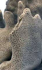 Detail — tight crop of the fine pitted pore texture across the coral's blue-grey plates