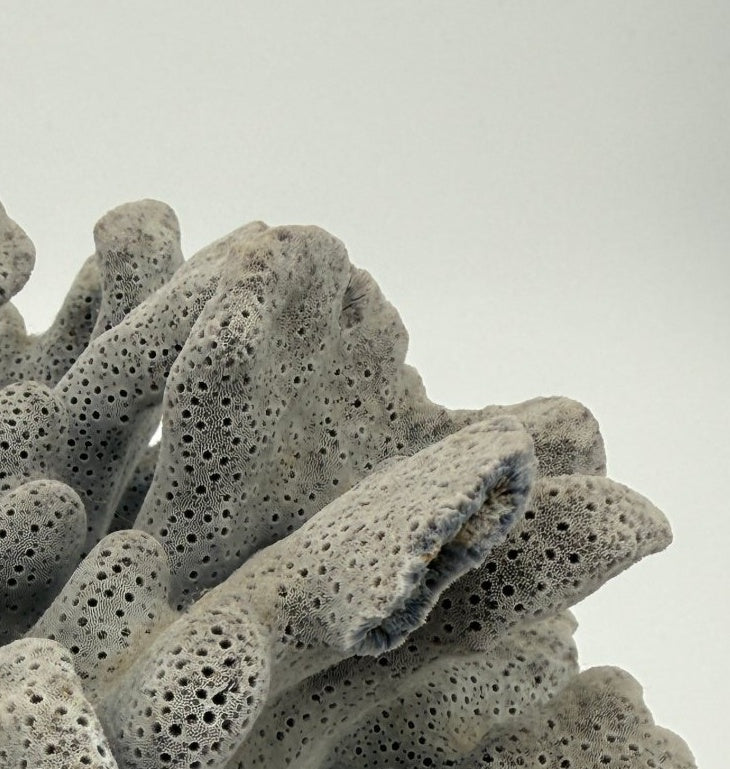 Detail: branching cluster tips (detail from seller photo)