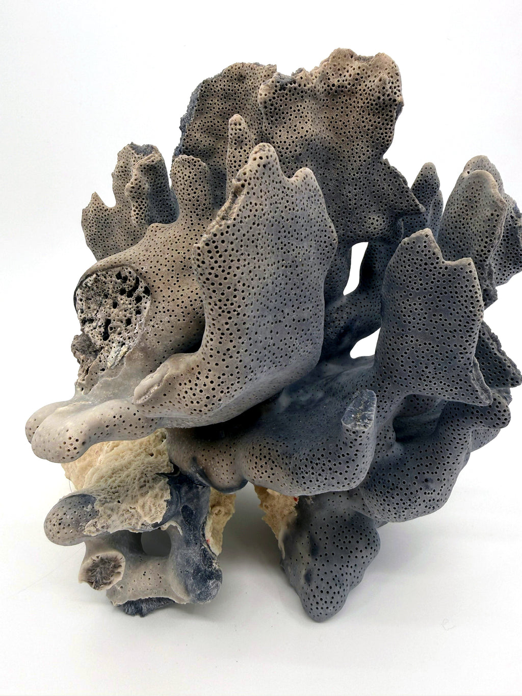 Blue coral specimen on natural base, coastal decor — front view, closer angle