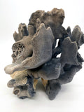 Blue coral specimen on natural base, coastal decor — front view, closer angle