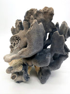 Blue coral specimen on natural base, coastal decor — front view, closer angle