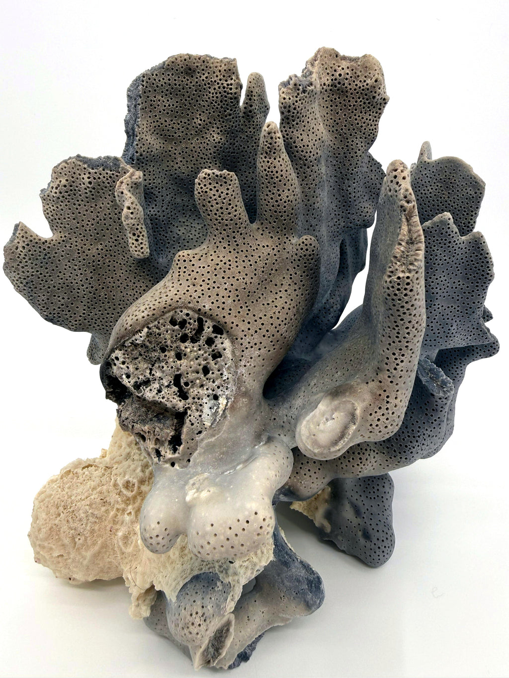 Blue coral specimen on natural base, coastal decor — close-up showing the porous coral texture and natural base