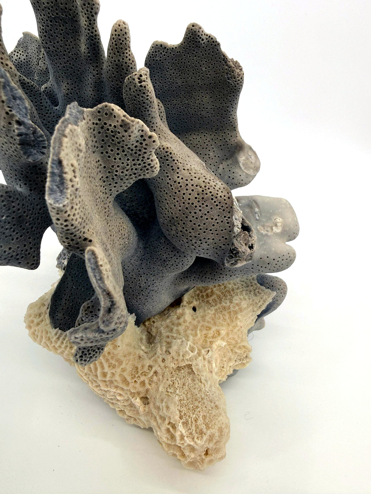 Blue coral specimen on natural base, coastal decor — side view showing the cream natural rock base