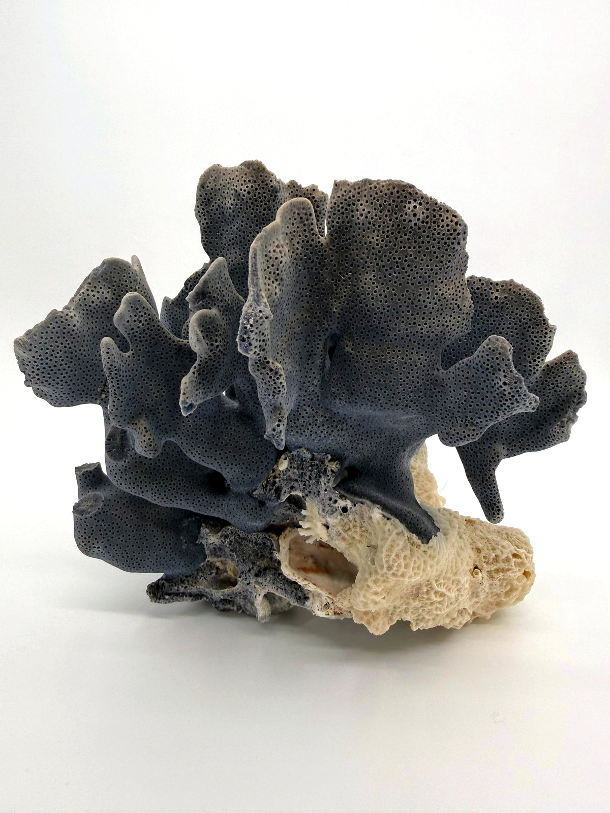 Blue coral specimen on natural base, coastal decor — back view in darker blue-grey tones