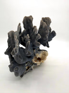 Blue coral specimen on natural base, coastal decor — angled front view